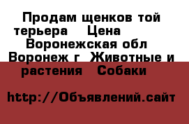 Продам щенков той-терьера  › Цена ­ 7 000 - Воронежская обл., Воронеж г. Животные и растения » Собаки   